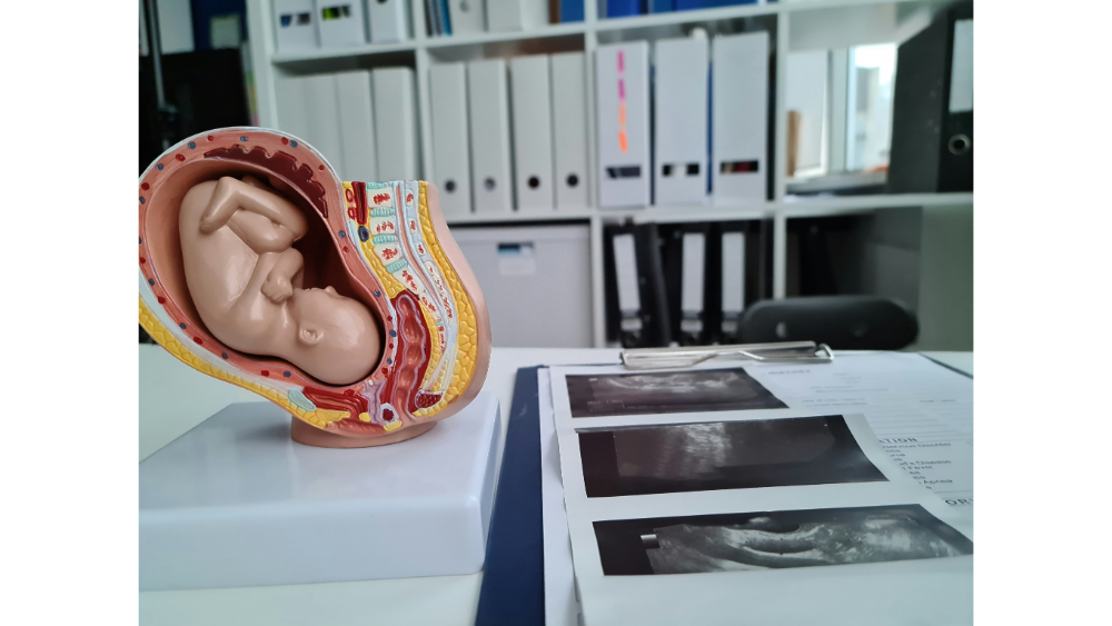 a pregnancy clinic that has models and images